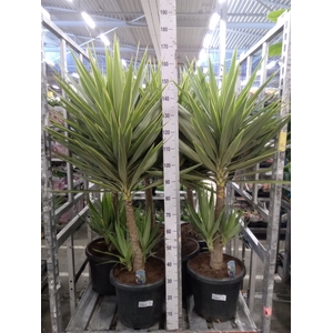 Yucca elephantipes 'Jewel'