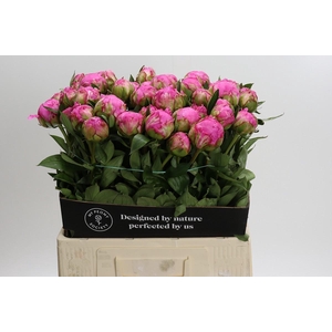 Paeonia Dr A Fleming