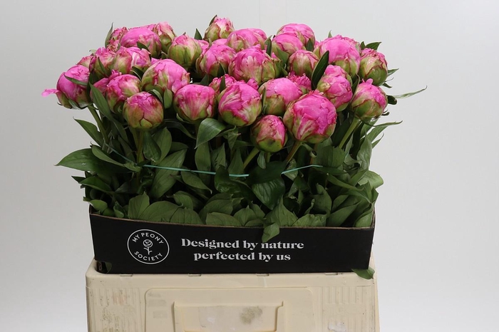 <h4>Paeonia Dr Alexander Fleming</h4>