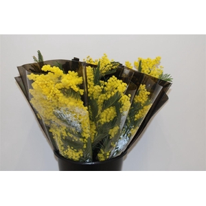 Mimosa Mirandole 200gr P Bunch