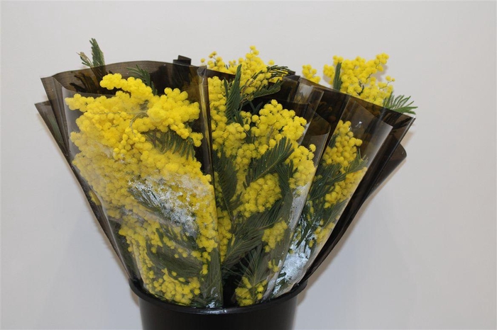 <h4>Mimosa Mirandole 200gr P Bunch</h4>