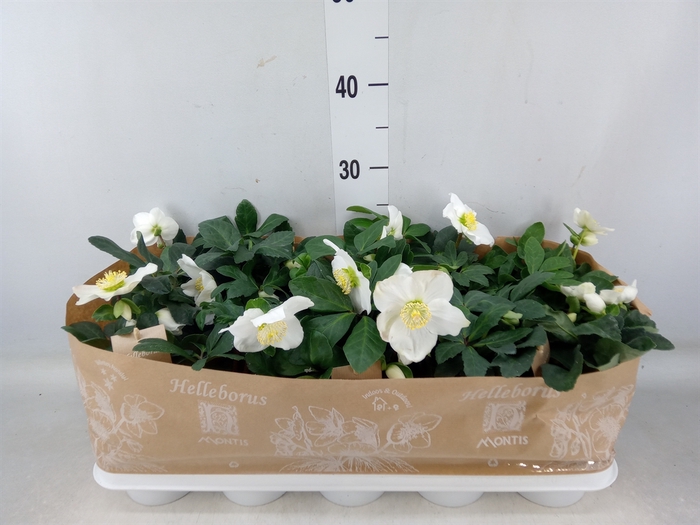 <h4>Helleborus niger 'Christmas Carol'</h4>