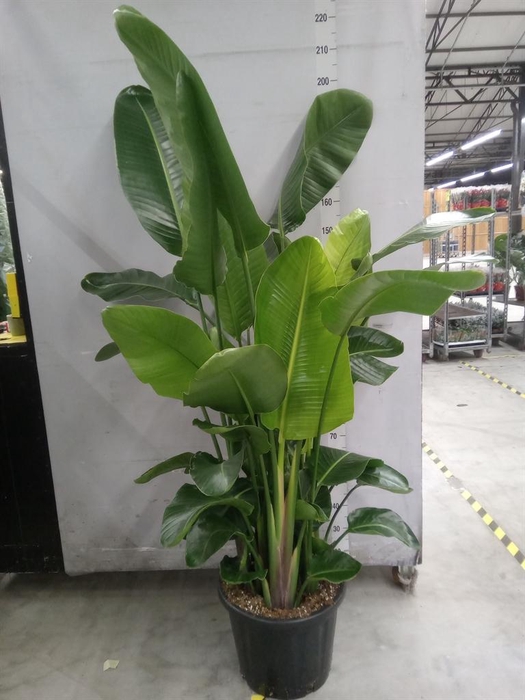 <h4>Strelitzia nicolai</h4>