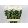 Chrysanthemum Gp Rossano White