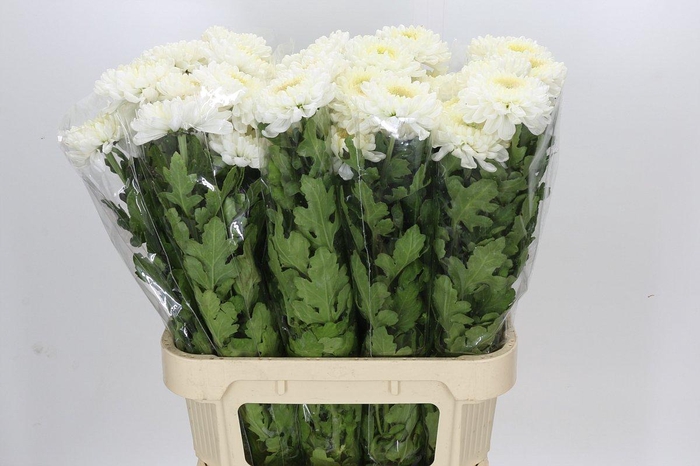 Chrysanthemum Gp Rossano White