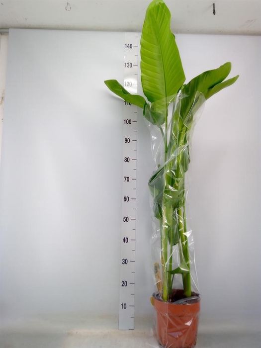 <h4>Strelitzia nicolai</h4>