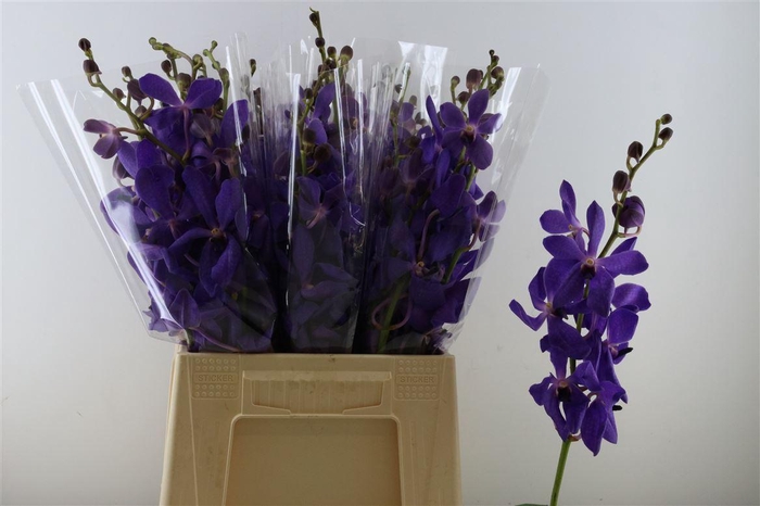 <h4>Mok Ck Blue M</h4>