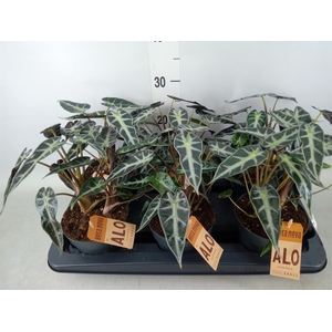 Alocasia  'Bambino Arrow'