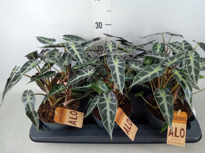 <h4>Alocasia  'Bambino Arrow'</h4>