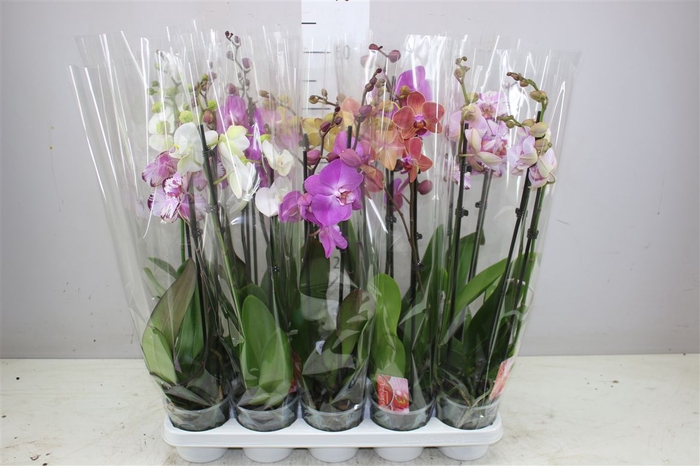 <h4>Phal Gemengd 2 Tak 16+</h4>