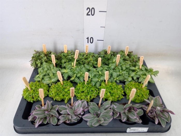 <h4>Planten  ..mix</h4>