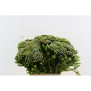 Kaaps Brunia Albiflora