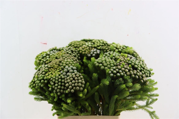 <h4>Kaaps Brunia Albiflora</h4>