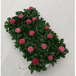 Bellis Roggli grootbloemig roze