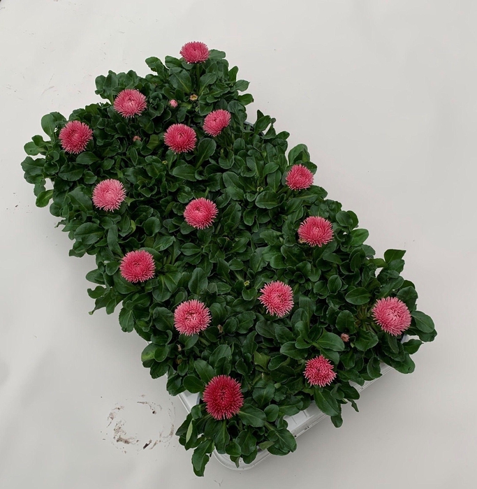 <h4>Bellis Roggli grootbloemig roze</h4>