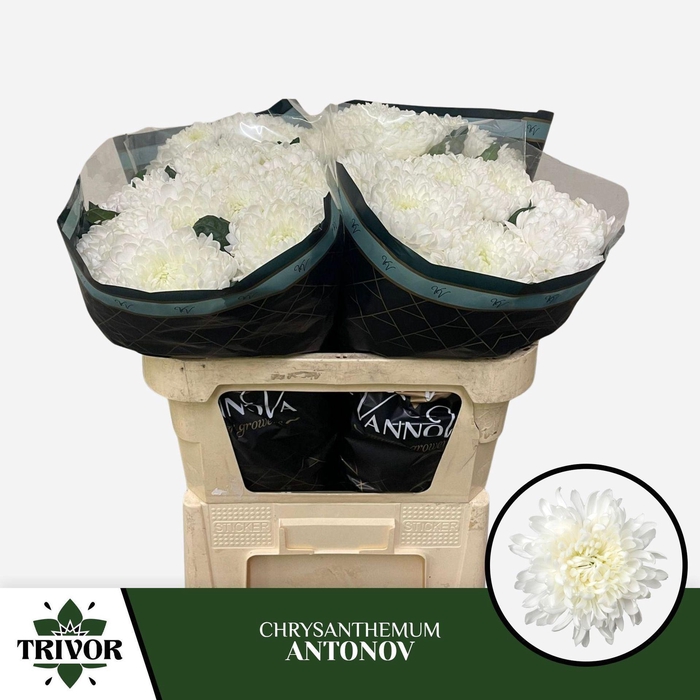 <h4>Chr g Antonov</h4>