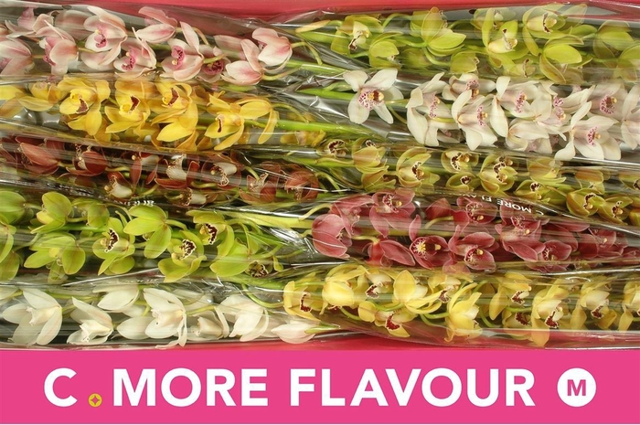 <h4>Cymb Mi Mixed</h4>