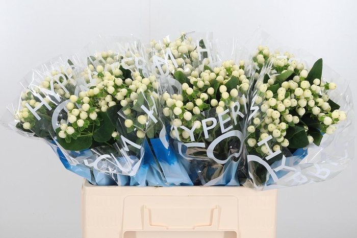 <h4>Hyp Coco Uno</h4>