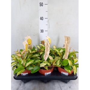 Hoya carnosa 'Tricolor'