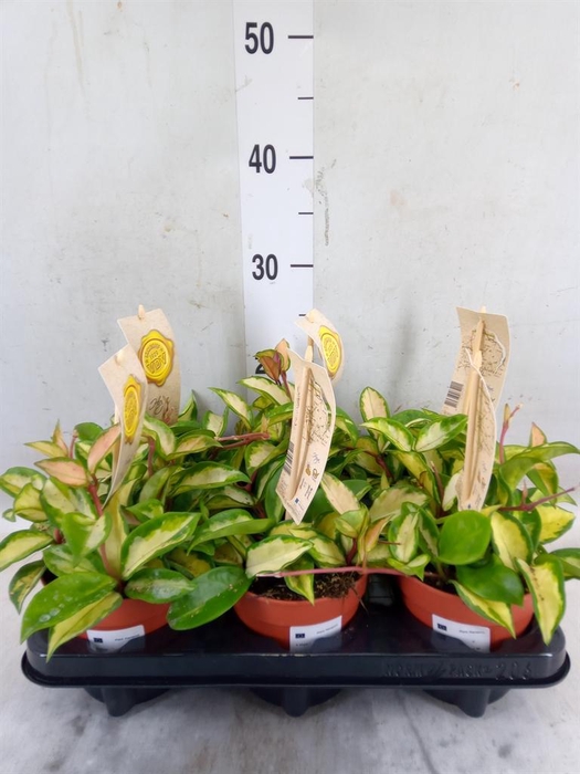 <h4>Hoya carnosa 'Tricolor'</h4>