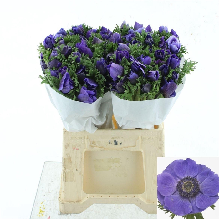 <h4>ANEM CO MIS + D BLUE</h4>