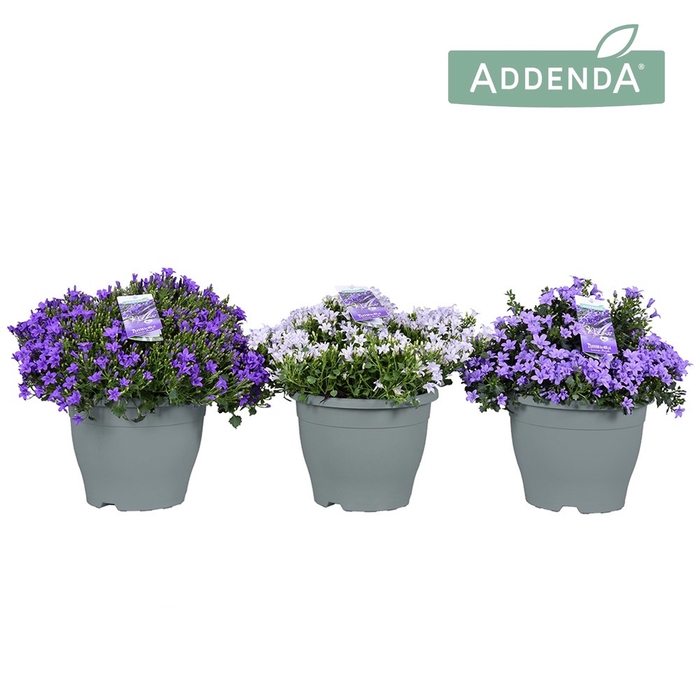 <h4>Campanula Ambella® in patiopot Mix</h4>