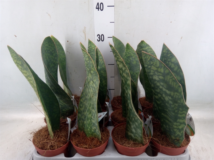 <h4>Sansevieria grandis</h4>