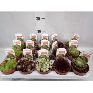 Sempervivum   ...mix