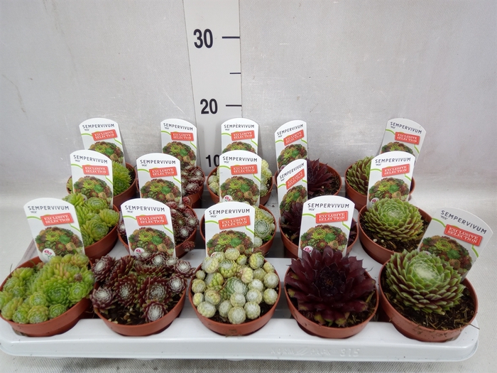 <h4>Sempervivum   ...mix</h4>