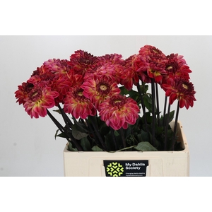 Dahlia Dancing Don