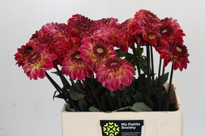 <h4>Dahlia Dancing Don</h4>