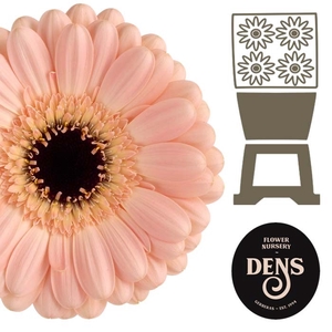 Germini Espresso Diamond