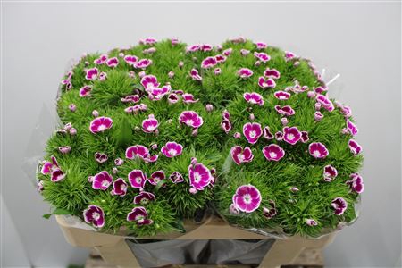 <h4>Dianthus Ba Aldo Procida</h4>