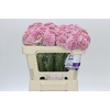 Scabiosa Scoop Cherry Vanilla