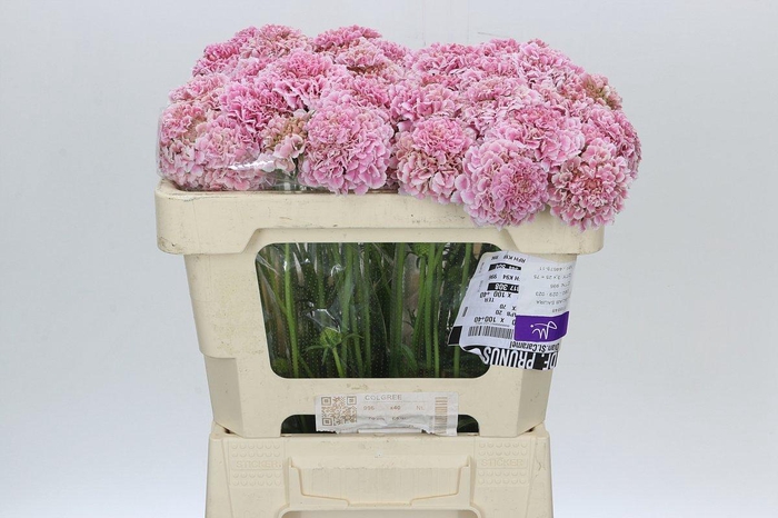 Scabiosa Scoop Cherry Vanilla