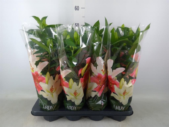 <h4>Lilium ori.  'Sunny Robyn'</h4>