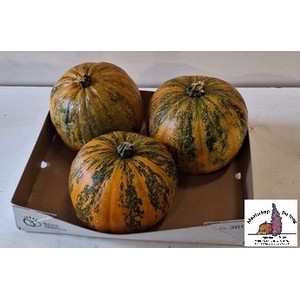 CUCURBITA (KALEBAS)