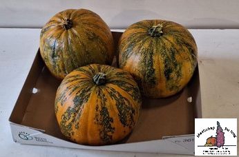 CUCURBITA (KALEBAS)