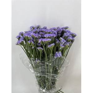 LIM SINU LIGHT BLU SAN REMO