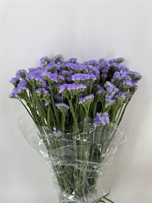 <h4>LIM SINU LIGHT BLU SAN REMO</h4>