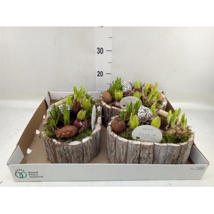 Arr.   Bol/Knolgewas L%