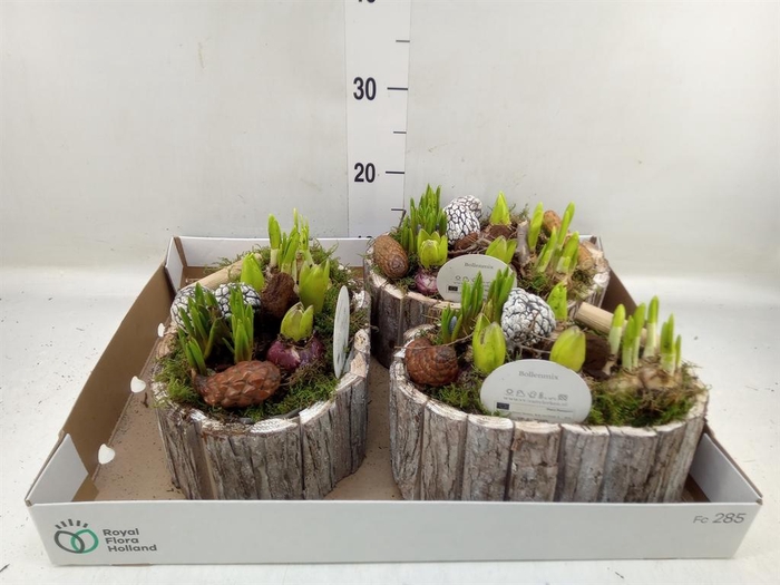 <h4>Arr. Bol/Knolgewas L%</h4>