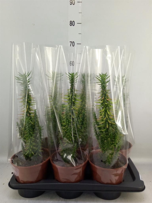 <h4>Austrocylindropuntia subulata</h4>