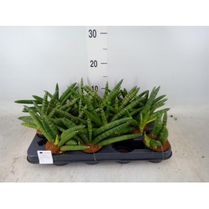 Sansevieria cyl. 'Skyline'