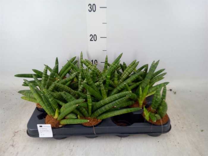 <h4>Sansevieria cyl. 'Skyline'</h4>