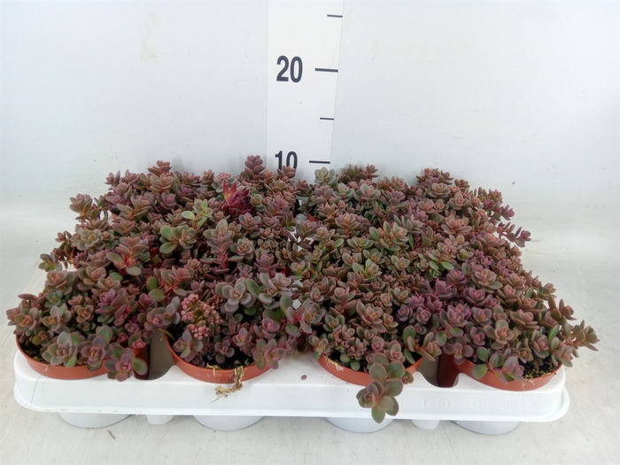 <h4>Sedum cyaneum 'Rosenteppich'</h4>