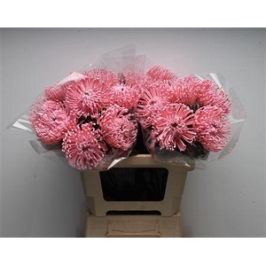 Leuco Waxed Soft Pink