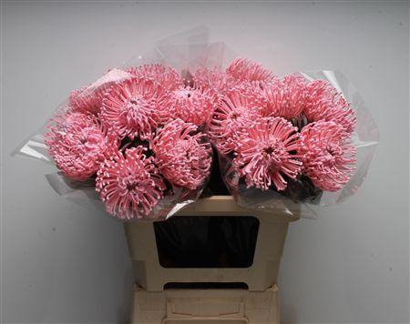 <h4>Leuco Waxed Soft Pink</h4>