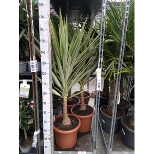 Yucca elephantipes 'Jewel'