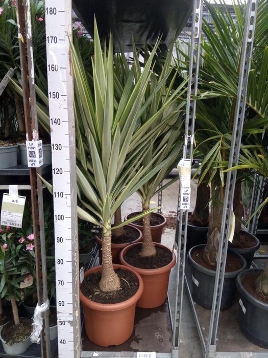 <h4>Yucca elephantipes 'Jewel'</h4>